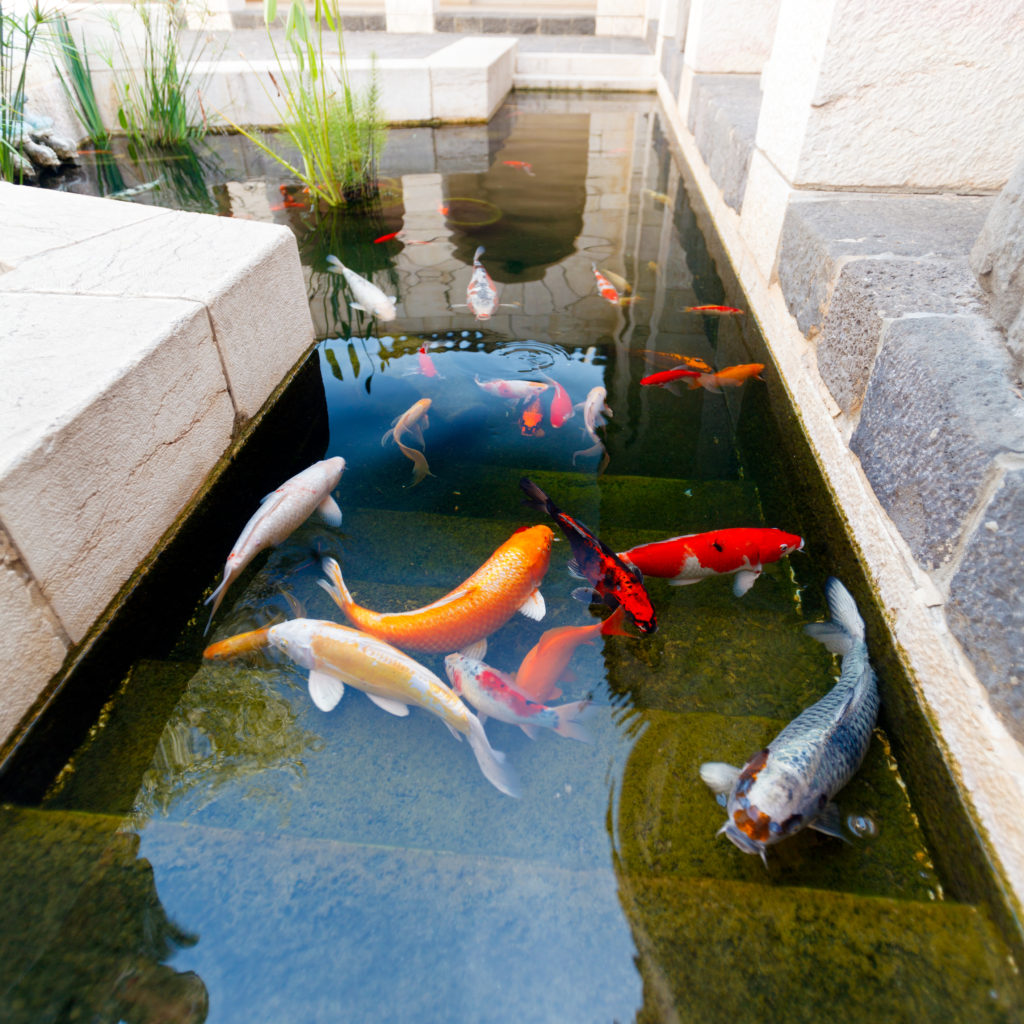 koi-pond-2